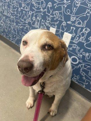 Thrive Pet Healthcare - Alamo Ranch