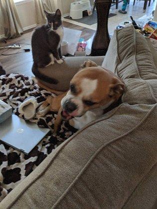 Pet Medical Center of San Antonio