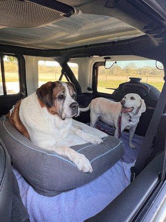 Jin's Bed & Biscuits Pet Resort
