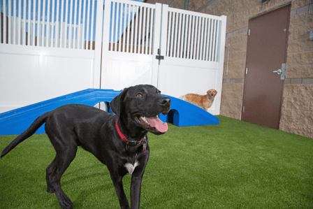 Camp Bow Wow San Antonio Airport