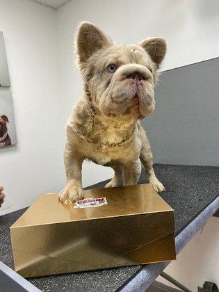 Texas Canine Boarding & Pet Services