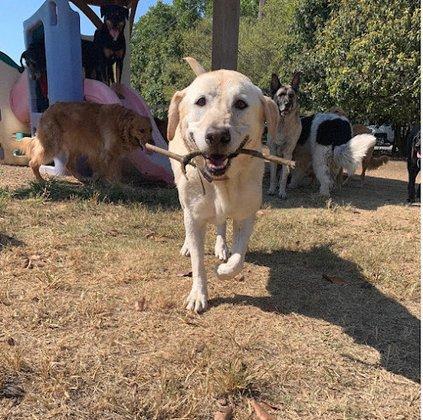 Bluebonnet Bunk'n Biscuit