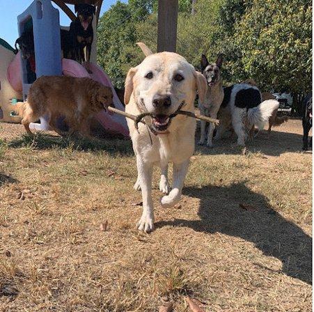 Bluebonnet Bunk'n Biscuit