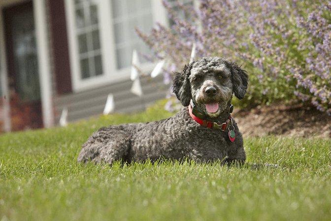DogWatch of Greater San Antonio