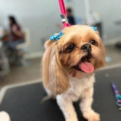 Planet Pet Spa