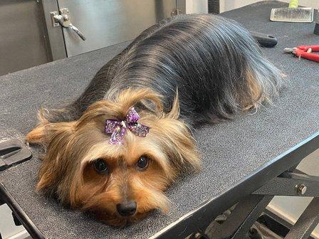 Ashley’s Country Pup Dog Grooming