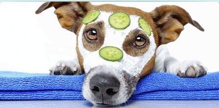 Pampering Your Pets