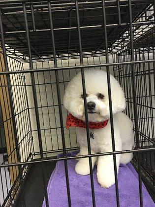 Scissors & Suds Pet Grooming