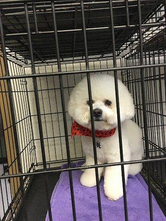 Scissors & Suds Pet Grooming