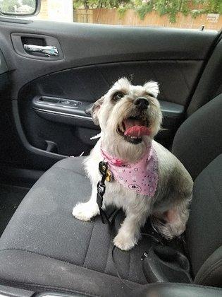 Clip&Care Dog Grooming