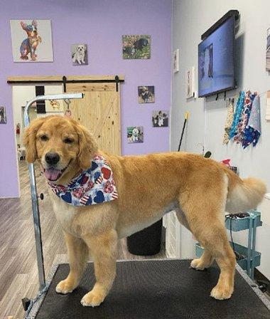 Southern Styles Dog Grooming