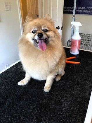 The Grooming Coop