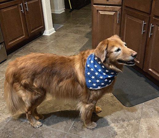 Dog Grooming at Rubber Doggies