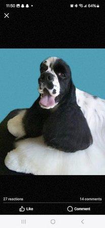 Vicky's pet salon