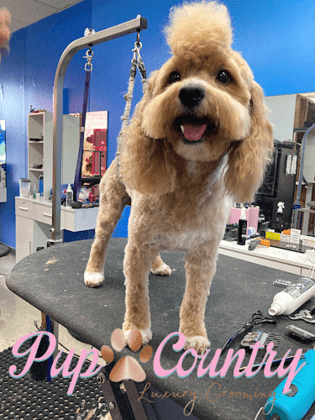 Pup Country at Converse