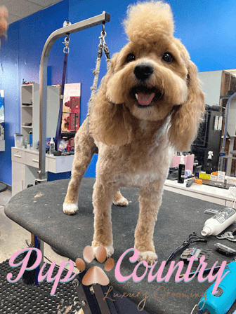 Pup Country at Converse