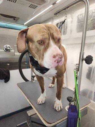 Oscar's Mobile Pet Spa