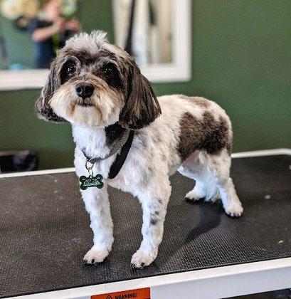 4theLUVofDogs Grooming