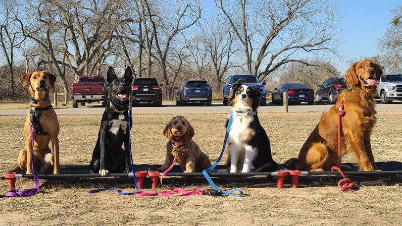 Sit Means Sit Cibolo