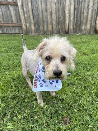 Woof Gang Bakery & Grooming New Braunfels