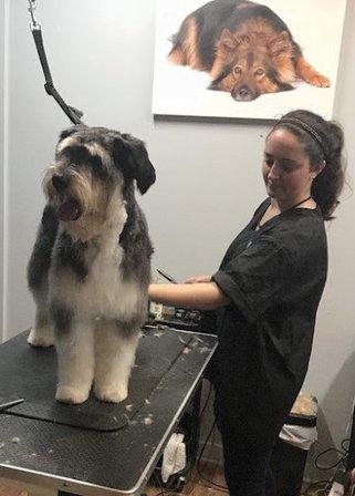 Head 2 Tails Professional Pet Salon & Spa