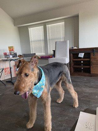Sweet Magnolia's Pet Resort & Spa