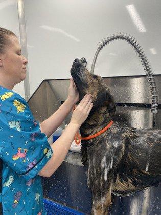 JTs Pet Spa