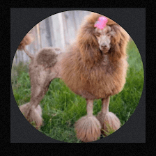 groomer830