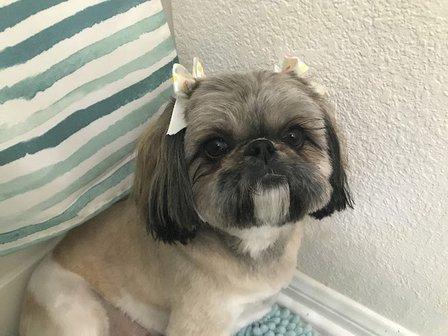 PetSmart Grooming