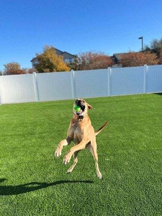 Gruene Gables Pet Resort