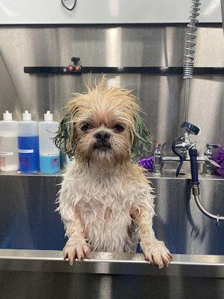 JTs Pet Spa