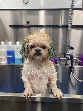 JTs Pet Spa