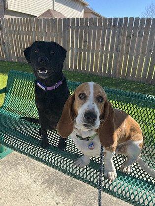 Hound Haus