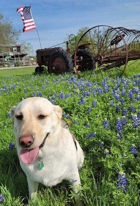 Country Cottage Pet Resort