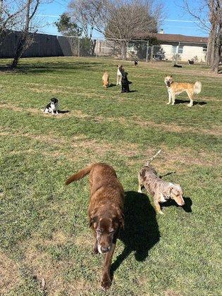 Lutz of Dogs, LLC
