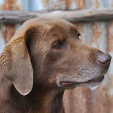 Chisholm Trail Veterinary Clinic of New Braunfels