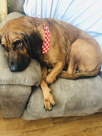 Noah's Ark Boarding & Grooming