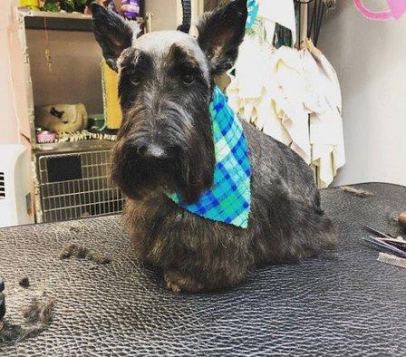 Fluffy Butts Pet Boarding Grooming and Daycare