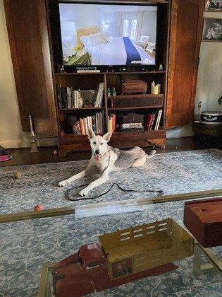 Lara's Canine Solutions (New Braunfels)