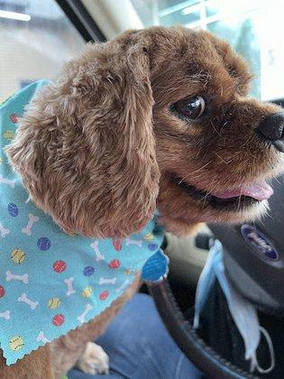 A Paws-itive Ride