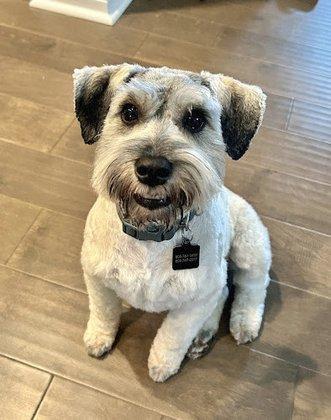 LONE STAR DOG GROOMING