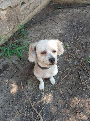 Paty's Pet Grooming Shoppe