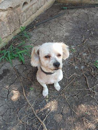 Paty's Pet Grooming Shoppe