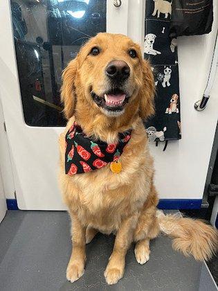 BEAST TO BEAUTY DOG GROOMING LLC