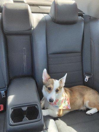 PetSmart Grooming
