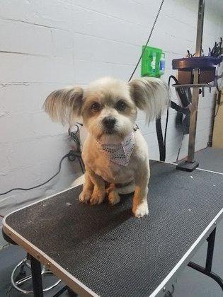 Wow Woof Dog Grooming