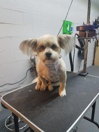 Wow Woof Dog Grooming