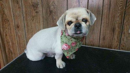 Dee's Grooming