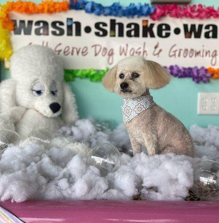 Wash Shake Wag - Dog Grooming, San Antonio, TX