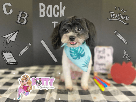 Dotty Pet Grooming Salon